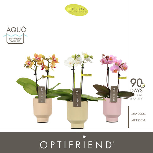 Phalaenopsis mix 25cm 7cm Pot