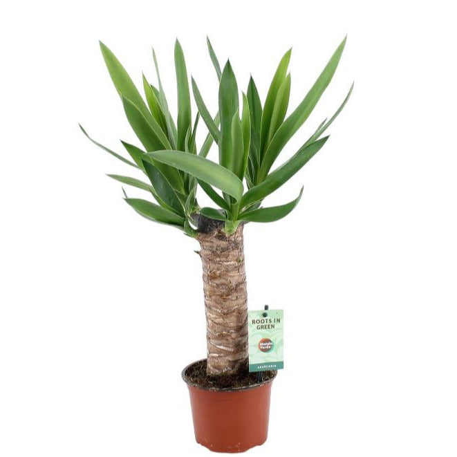 Yucca elephantipes 50cm 12cm Pot