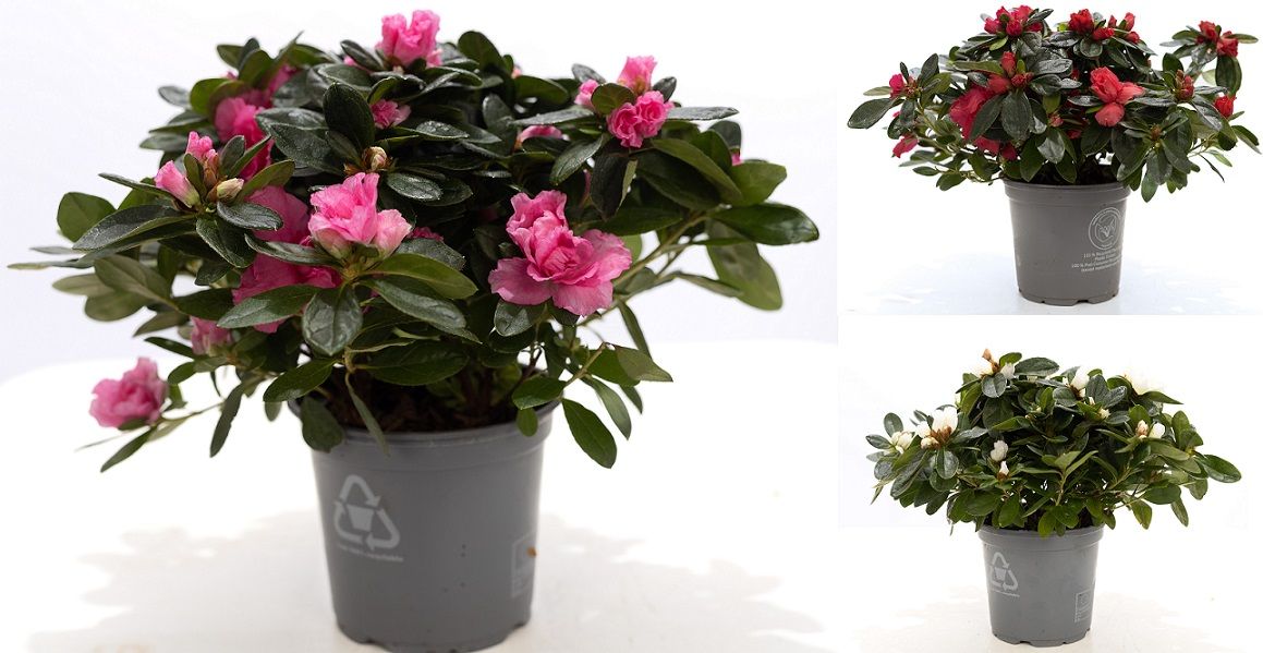 Rhododendron Vogel 3 colors 25cm 12cm Pot