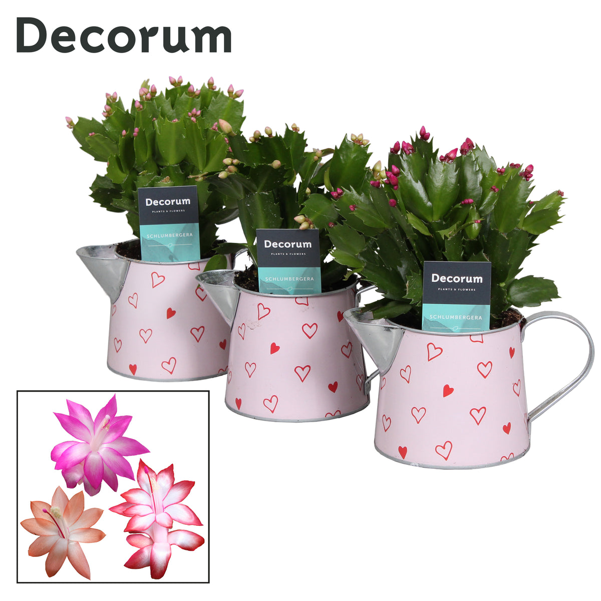 Schlumbergera mix 20cm 10.5cm Pot