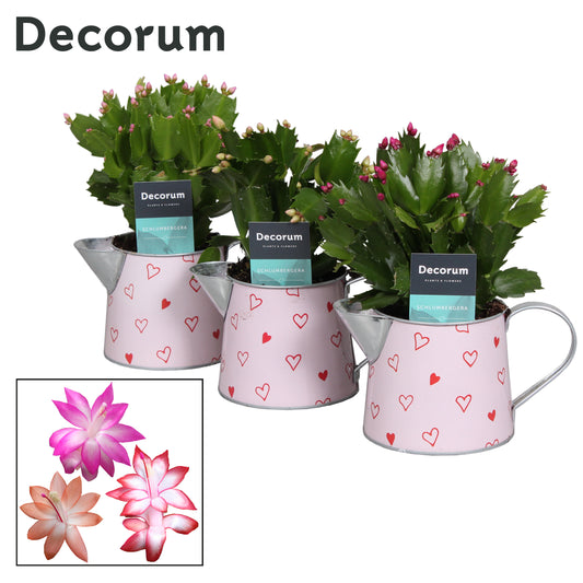 Schlumbergera mix 20cm 10.5cm Pot