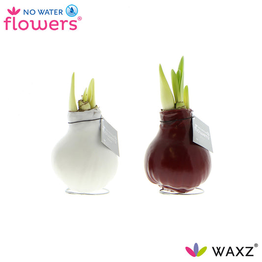Hippeastrum Colorz krans 15cm 998cm Pot