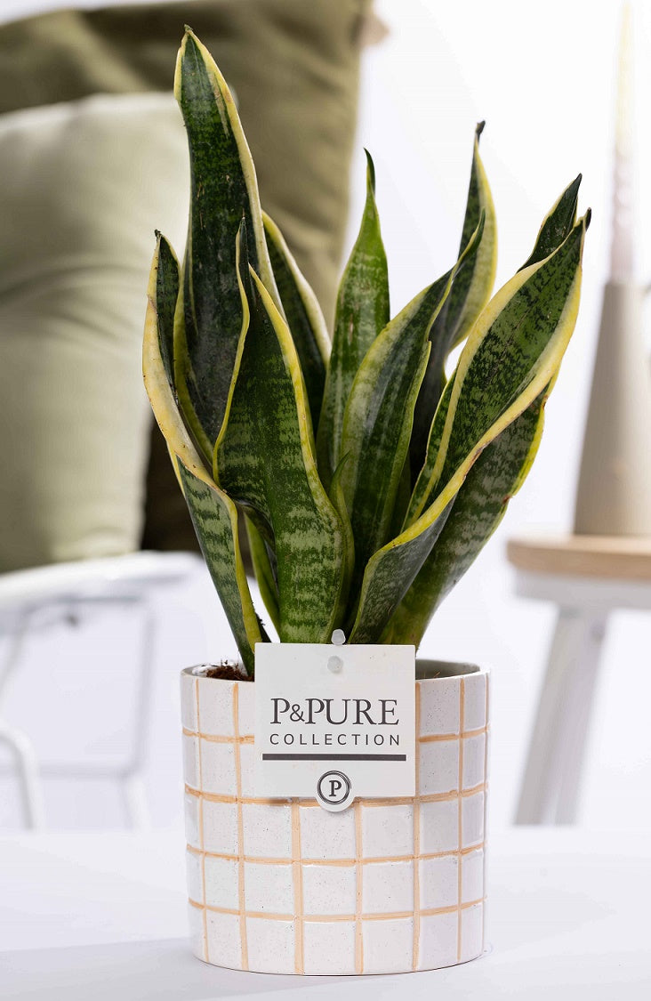 Sansevieria Futura Superba 30cm 12cm Pot