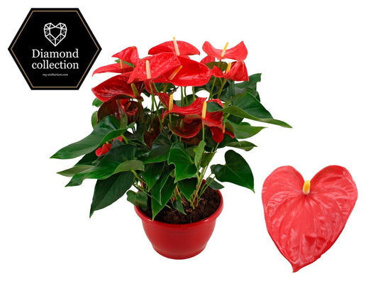 Anthurium Casparo 50cm 25cm Pot