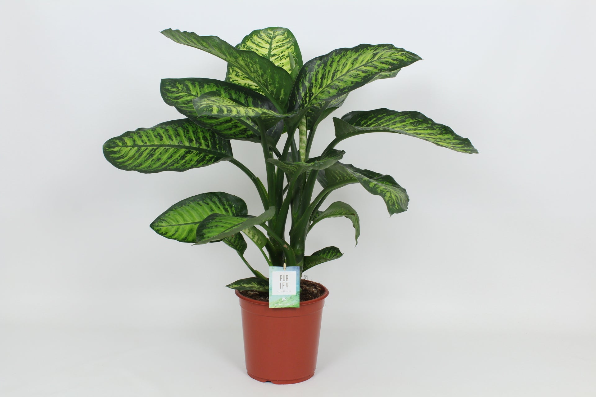 Elstgeest Potplanten Dieffenbachia Maroba Pack of 3