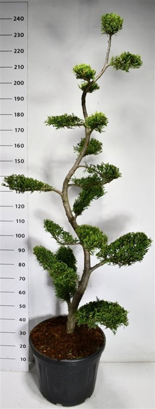 Cupressocyparis ley. Castlewellan 230cm 50cm Pot