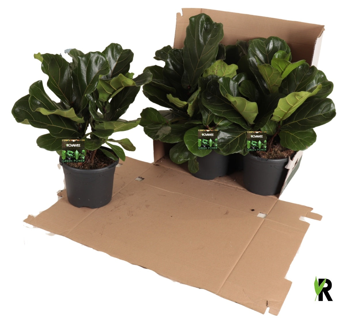 Rovawee BV Ficus lyrata Pack of 4
