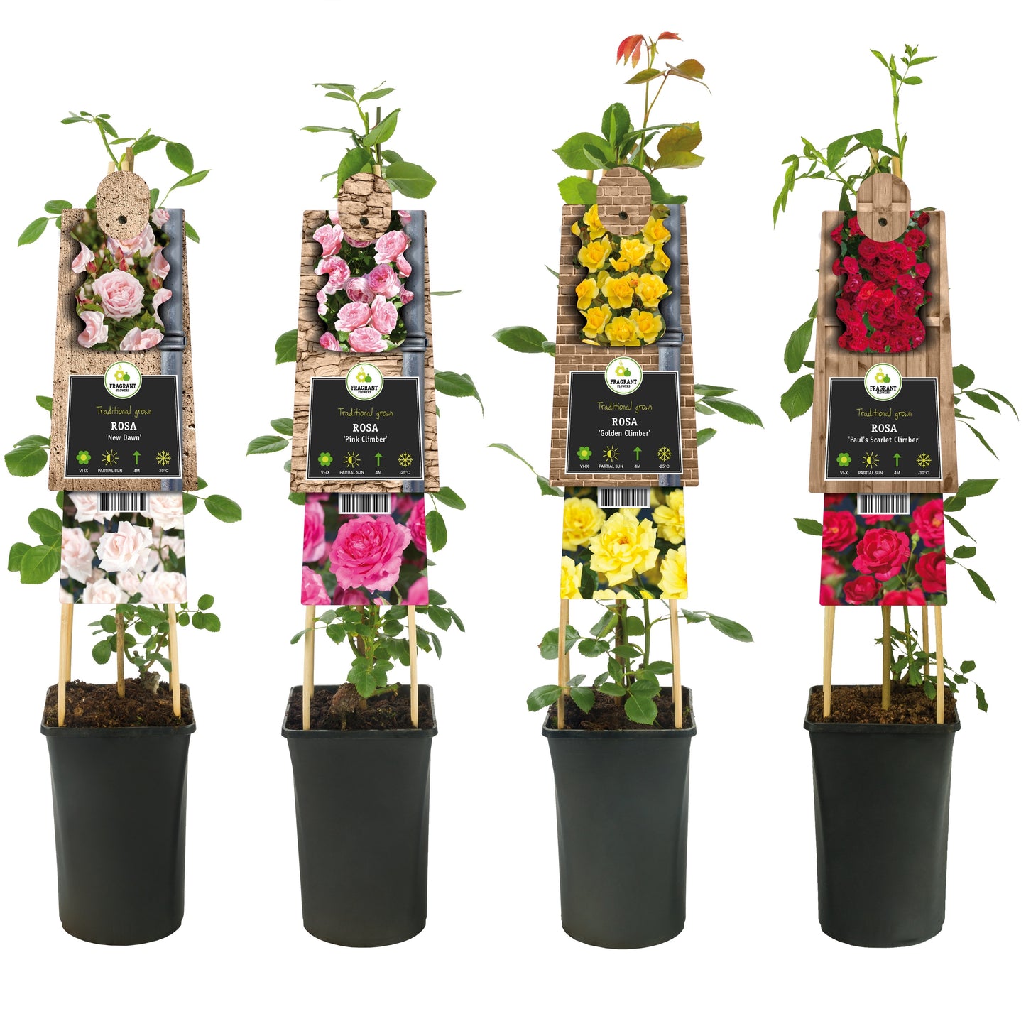 Rose Courtyard mix 75cm 17cm Pot