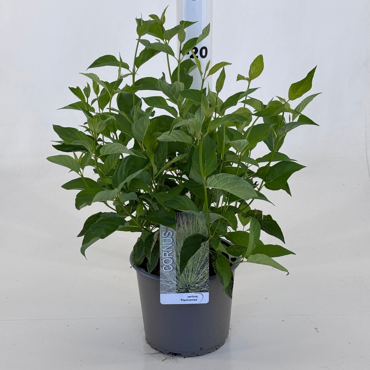 Cornus ser. Flaviramea 35cm 19cm Pot