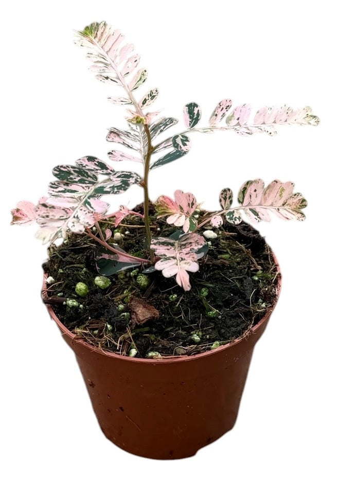 Phyllanthus Urinaria Variegata 15cm 8cm Pot