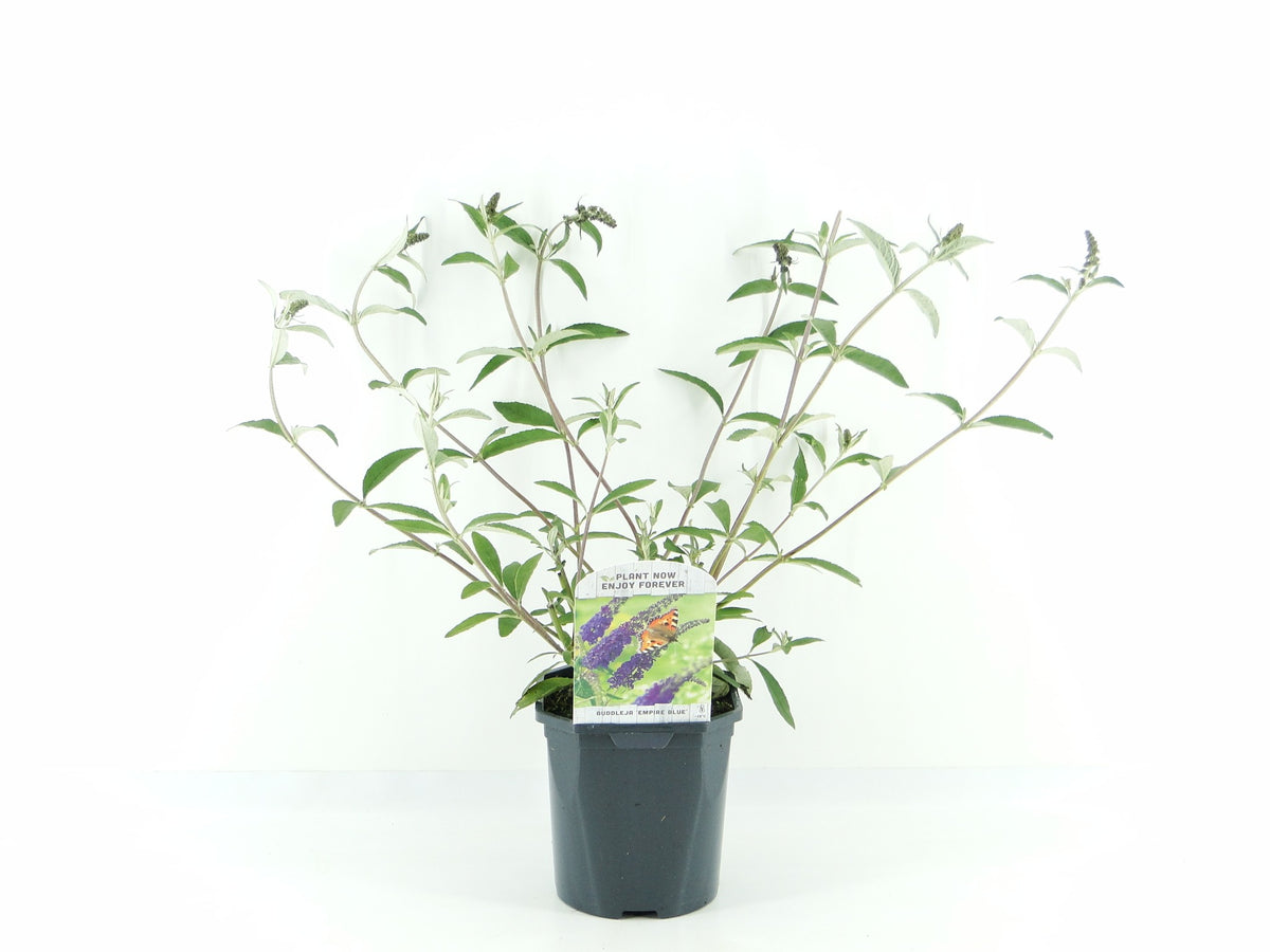 Buddleja davidii Empire Blue 45cm 17cm Pot