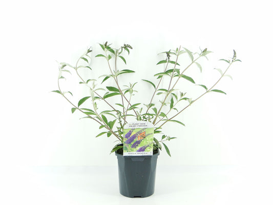 Buddleja davidii Empire Blue 45cm 17cm Pot