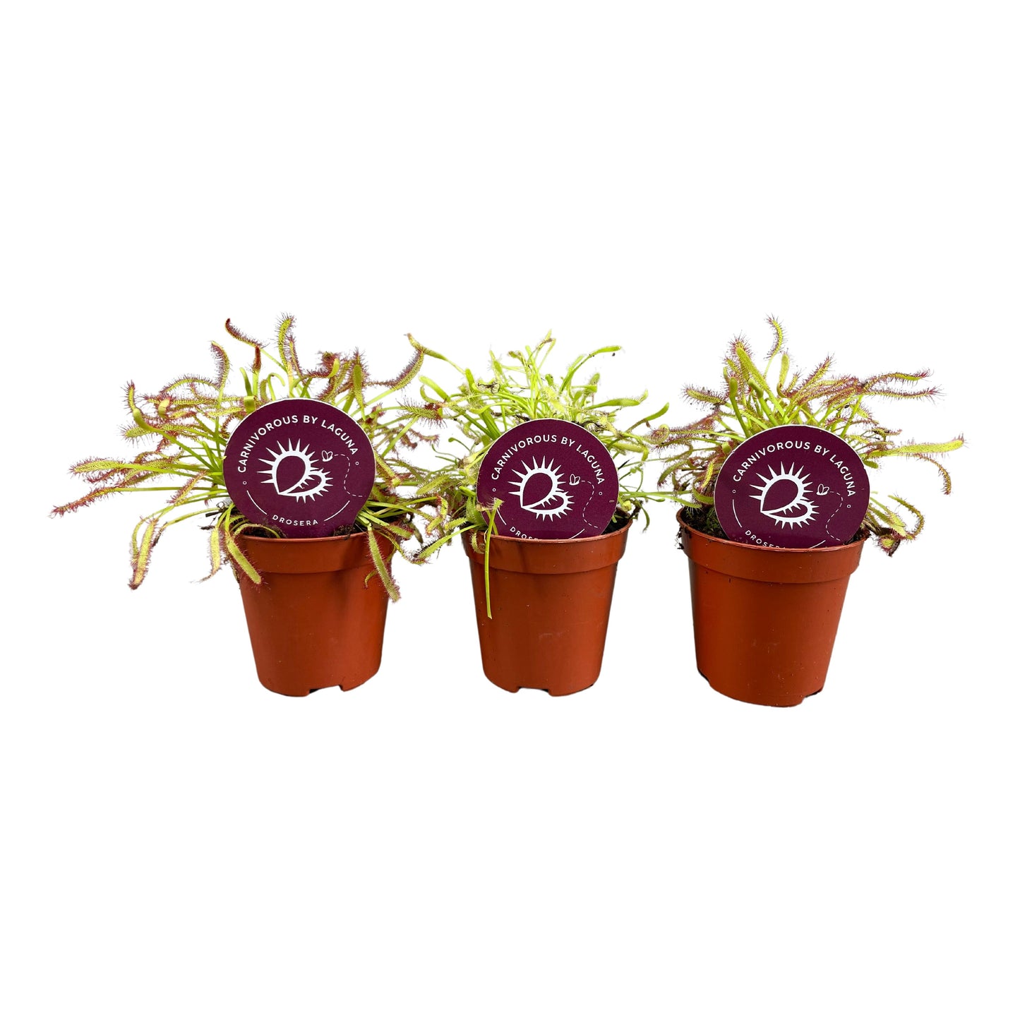 Drosera mix 7cm 505cm Pot