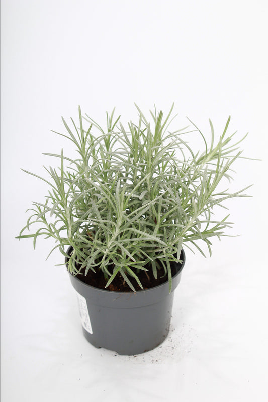 Helichrysum italicum 22cm 10.5cm Pot