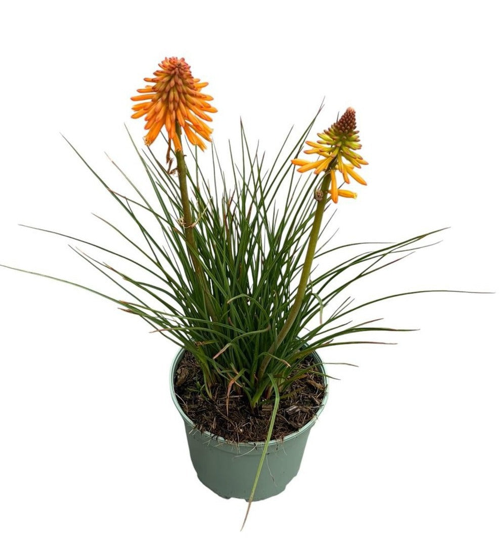 Kniphofia Poco Orange 60cm 19cm Pot