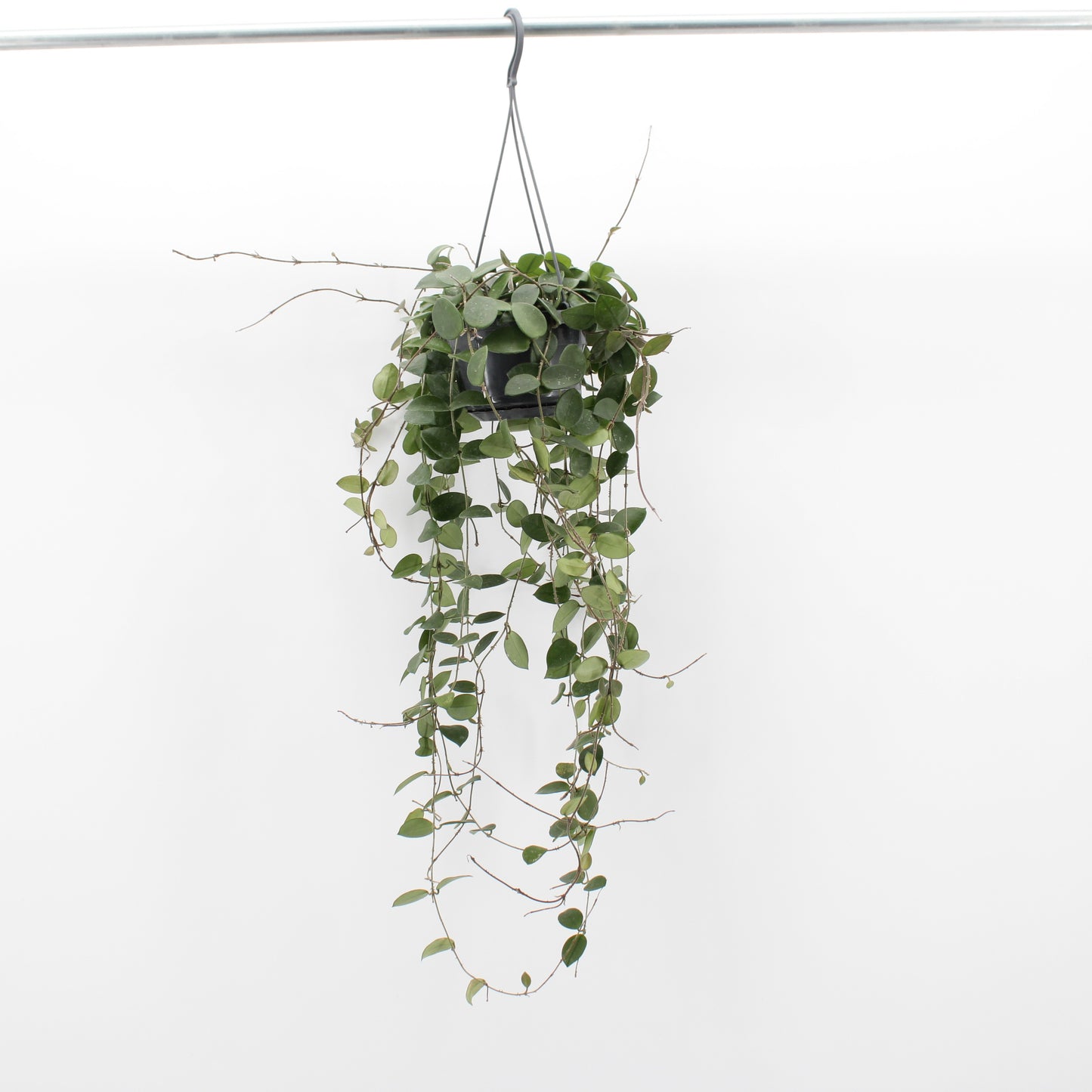 Hoya australis 14cm Pot