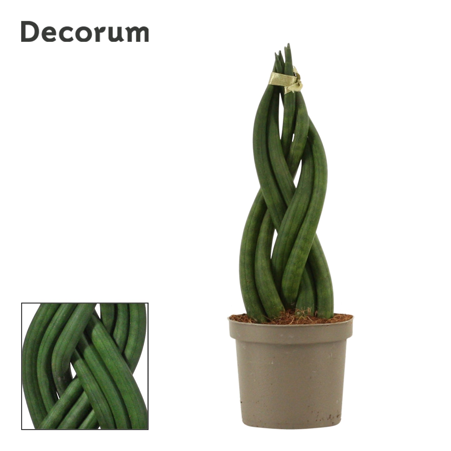 Sansevieria cylindrica braid 25cm 9cm Pot
