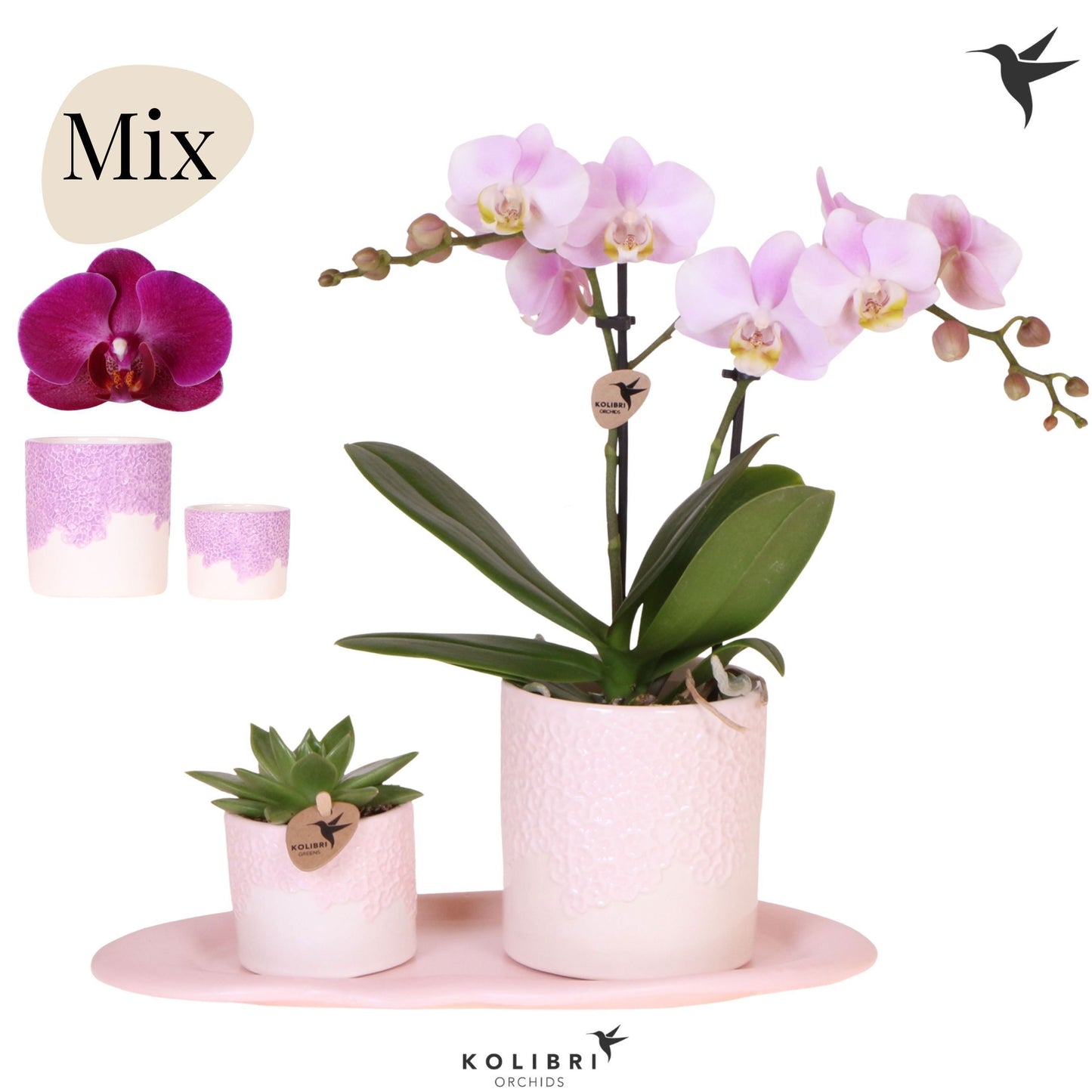 OK Plant Kolibri Gift Set medium Bloom Pack of 1