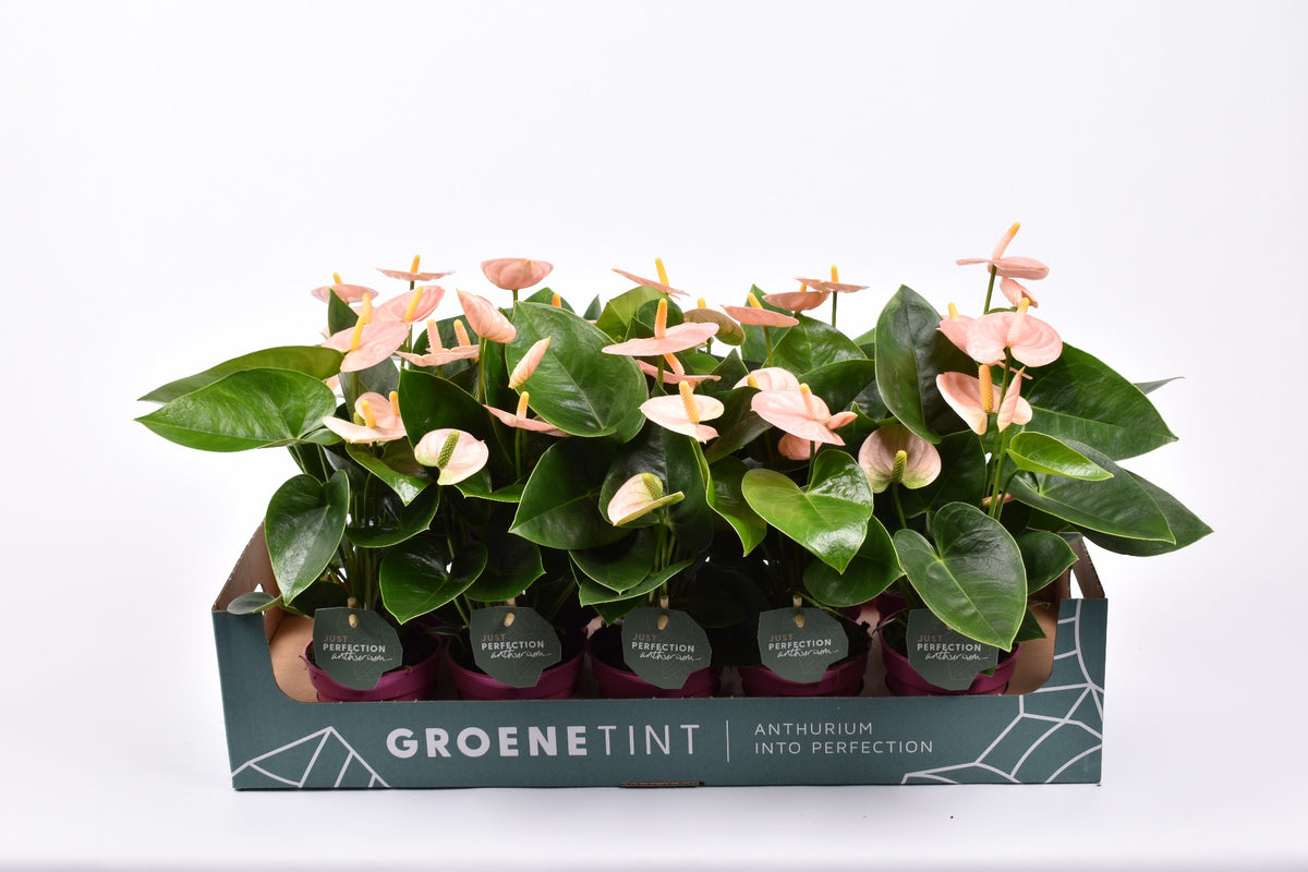Anthurium Spirit 30cm 9cm Pot