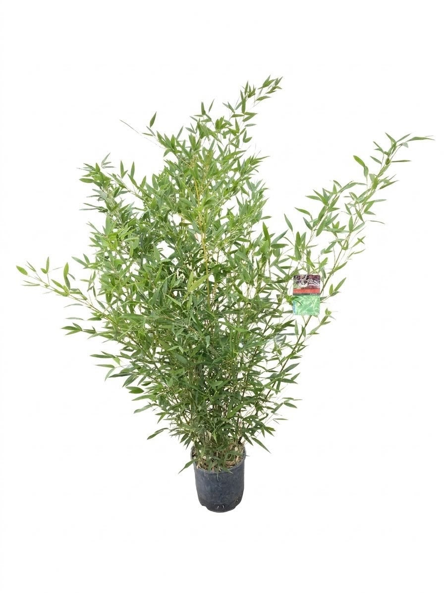 Phyllostachys bissetii 170cm 28cm Pot