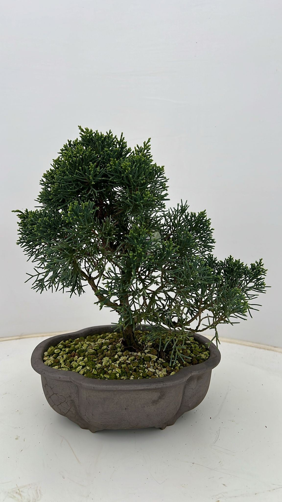 Juniperus chinensis 35cm 16cm Pot