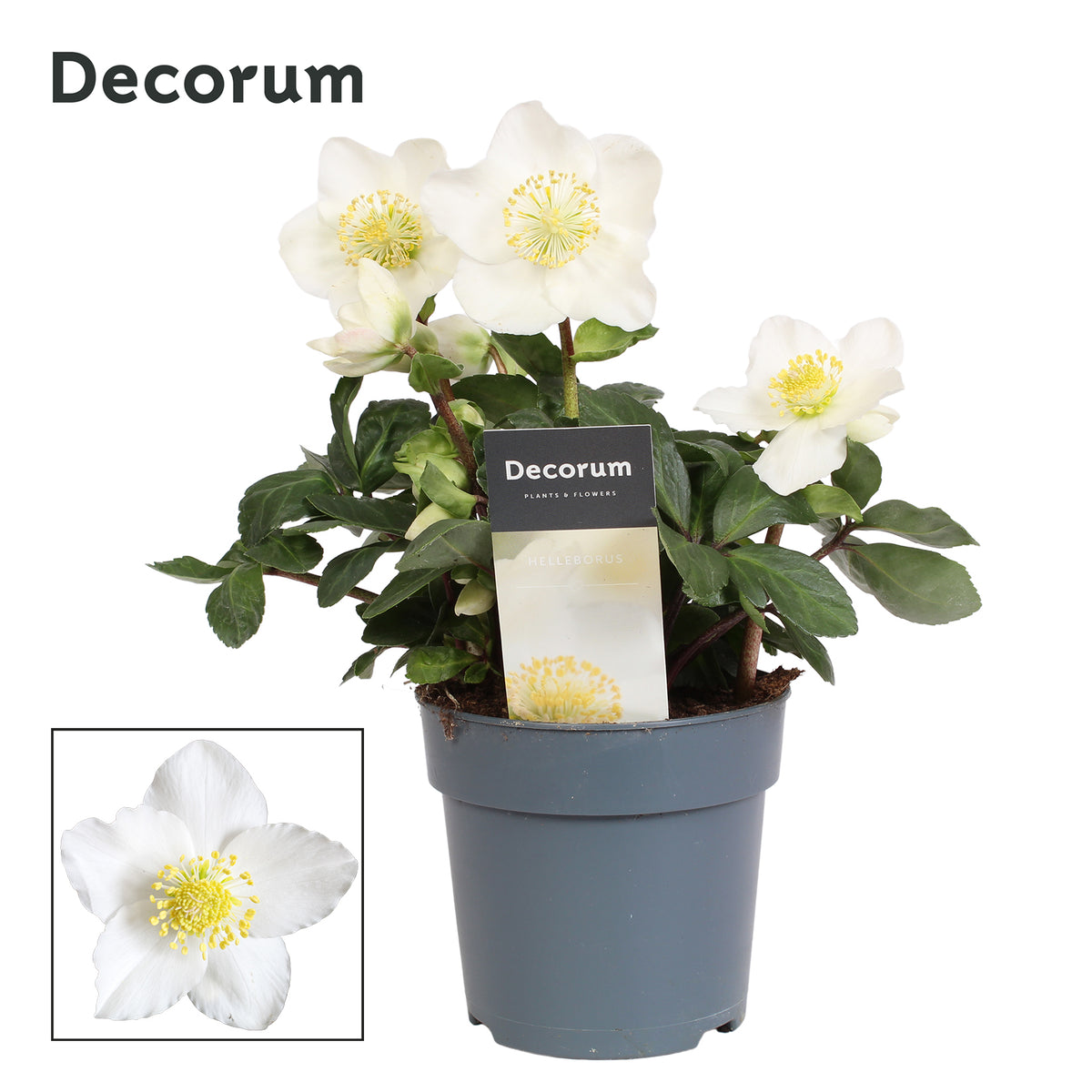 Helleborus niger Christmas Carol 22cm 12cm Pot