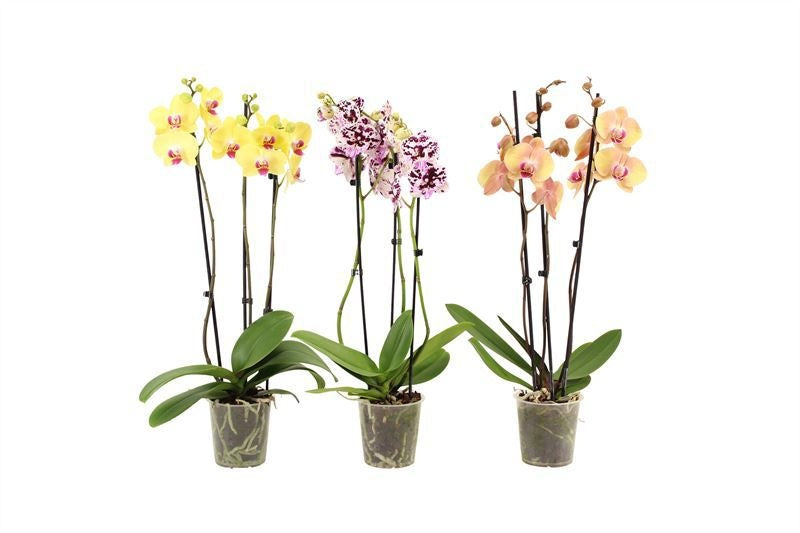 Phalaenopsis mix 60cm 12cm Pot