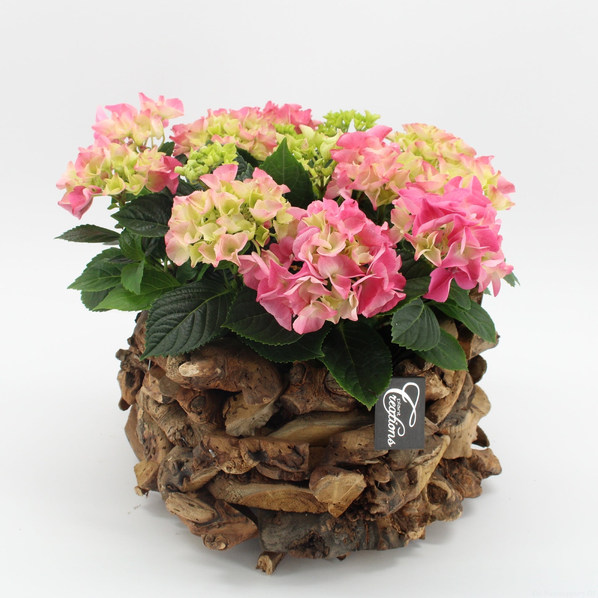 KHCR-2625RZ Hydrangea creatie 35cm 35cm Pot