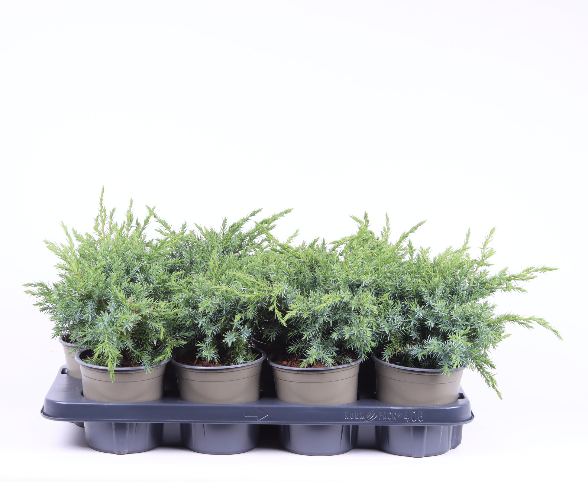 Juniperus Blue Swede 30cm 13cm Pot