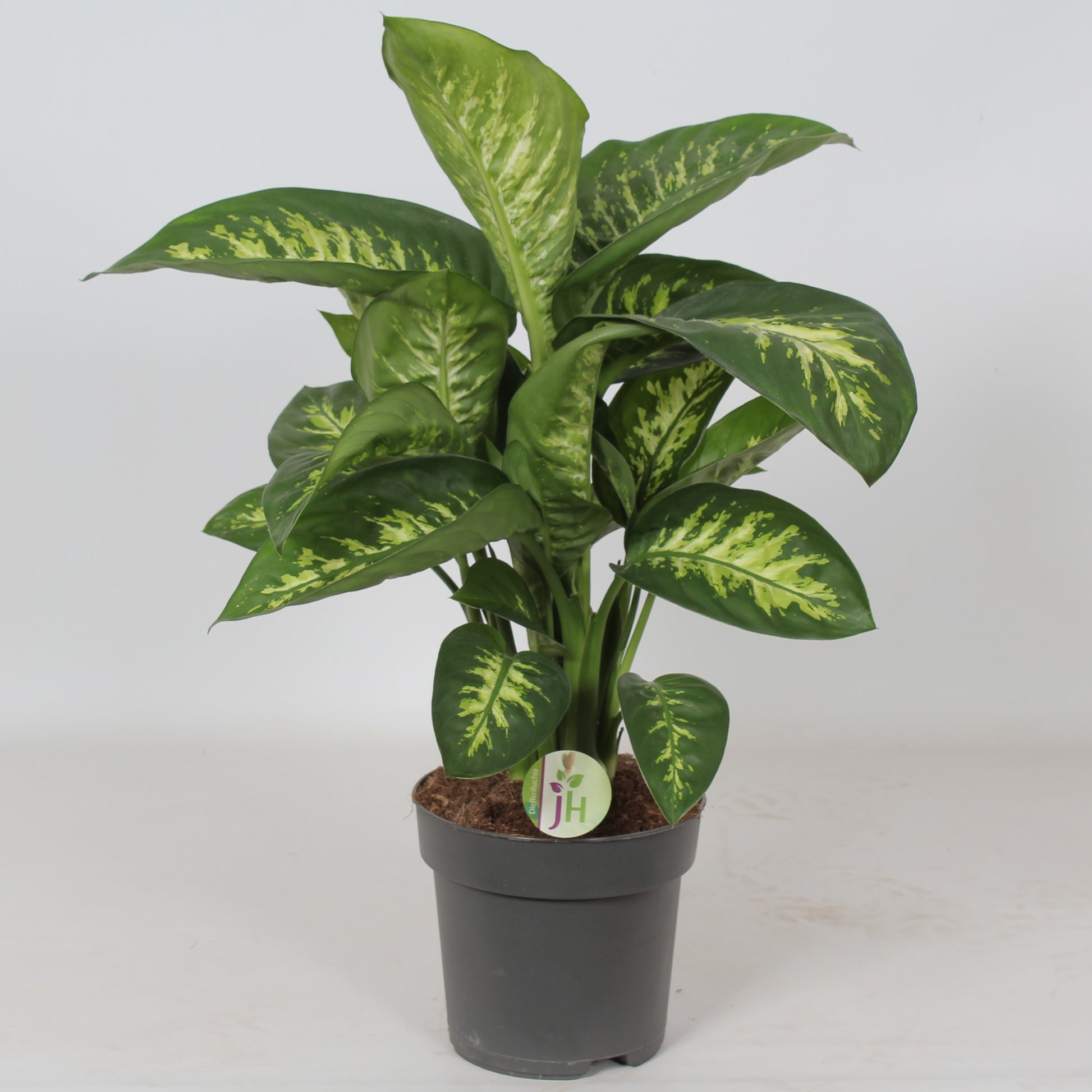Heijnen Potplanten, J. Dieffenbachia Reeva Pack of 3