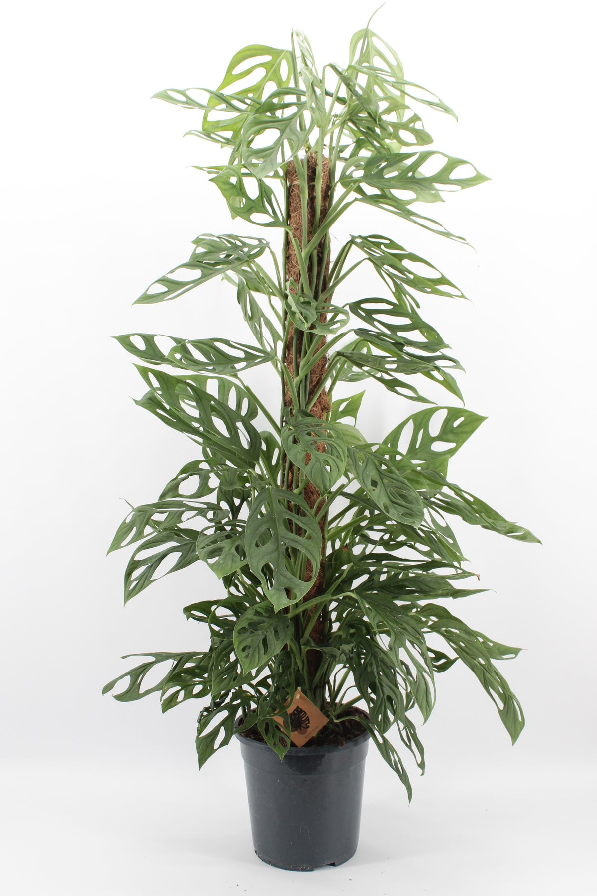 Monstera Holy Moly 125cm 24cm Pot