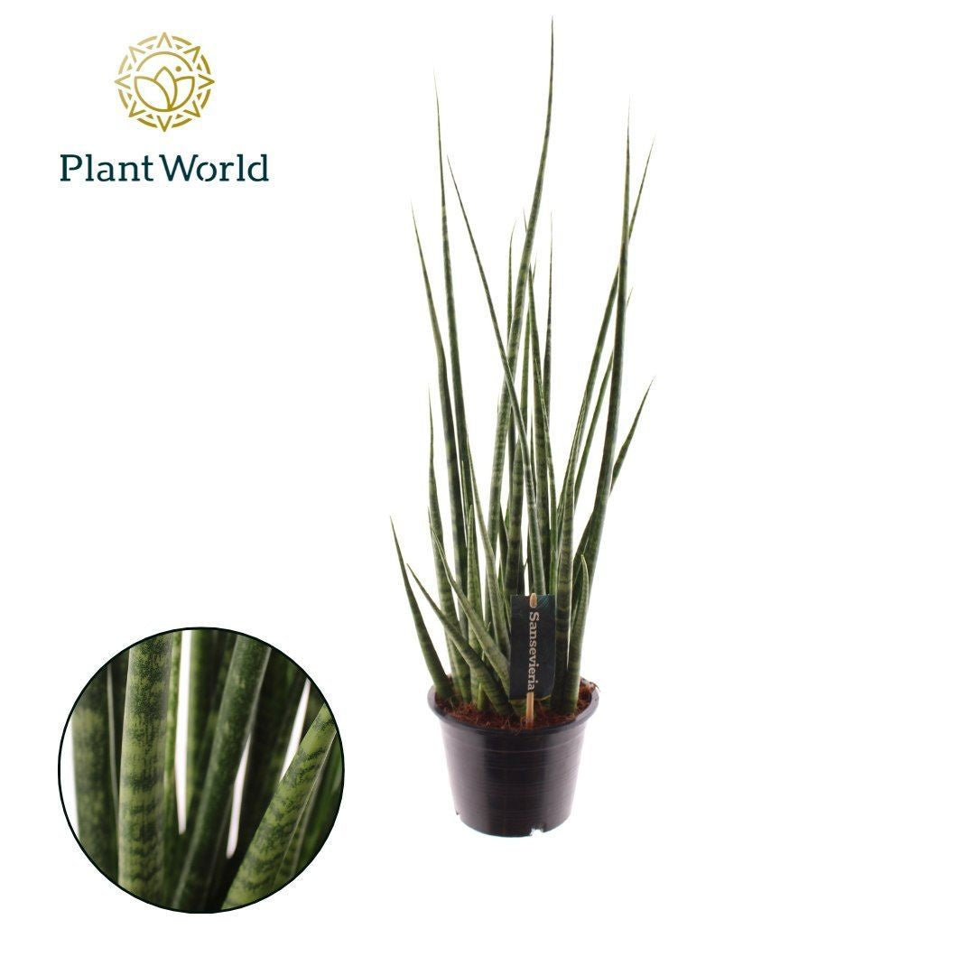 Sansevieria cylindrica 60cm 14cm Pot
