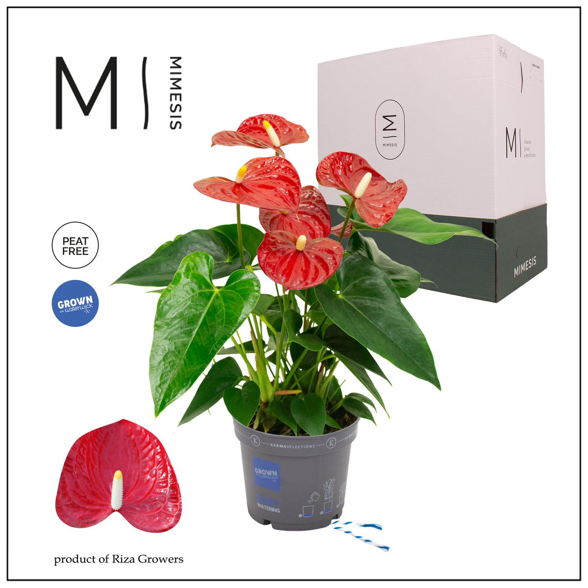 Anthurium Karma Red 43cm 12cm Pot