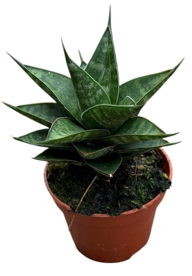 Sansevieria 5cm 6cm Pot