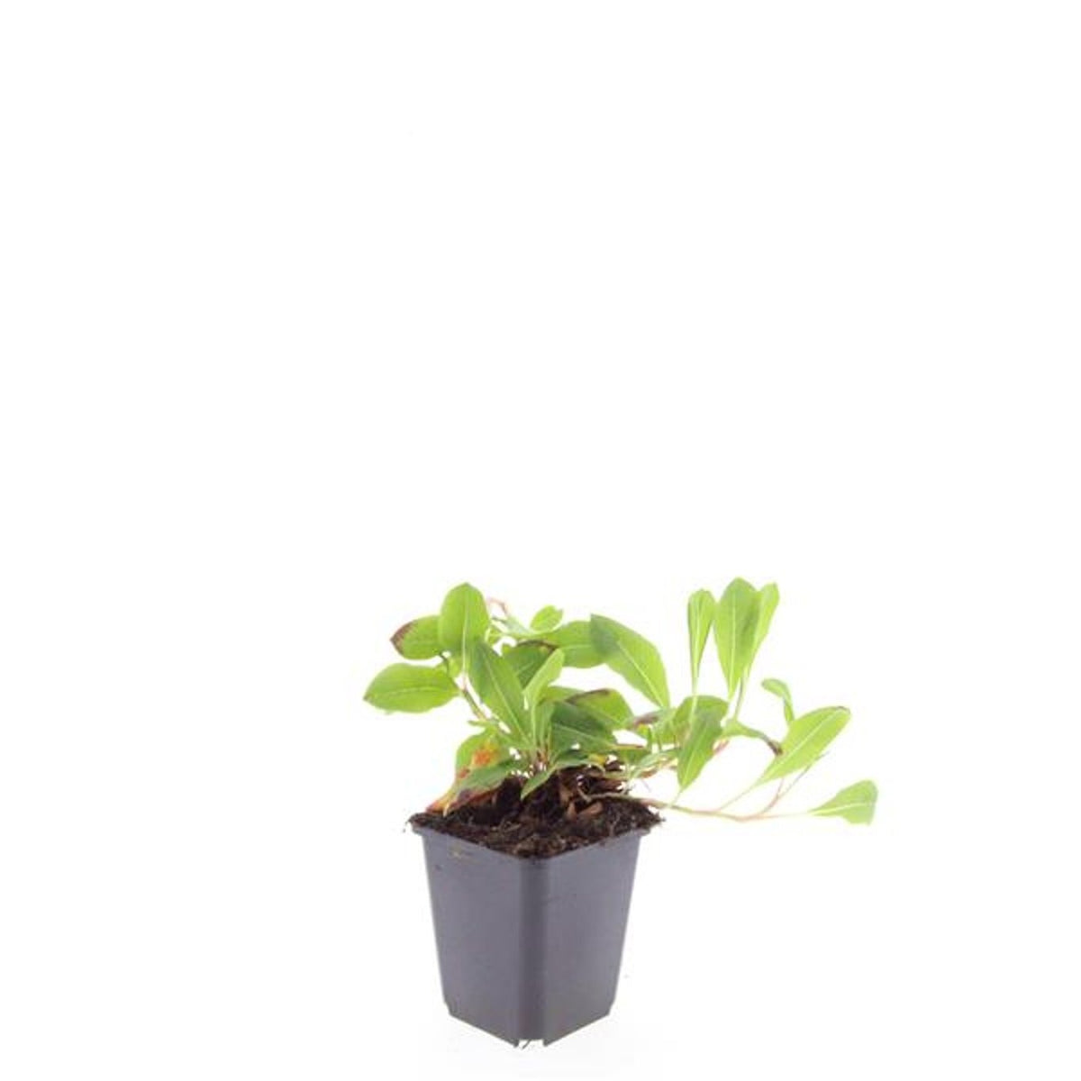 Persicaria aff. Darjeeling Red 5cm 9cm Pot