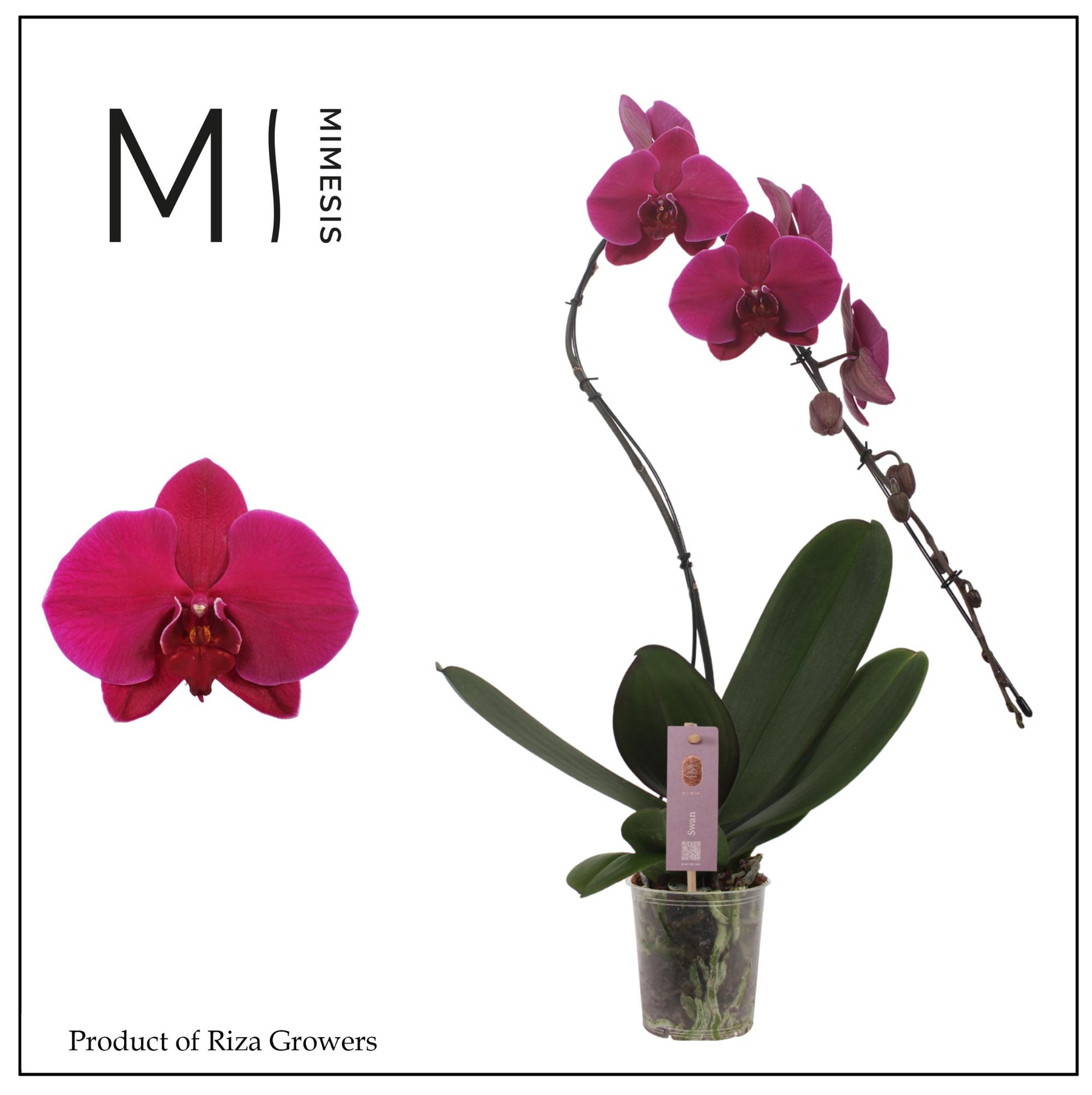Riza Ter Laak Orchios Phalaenopsis purple Pack of 4