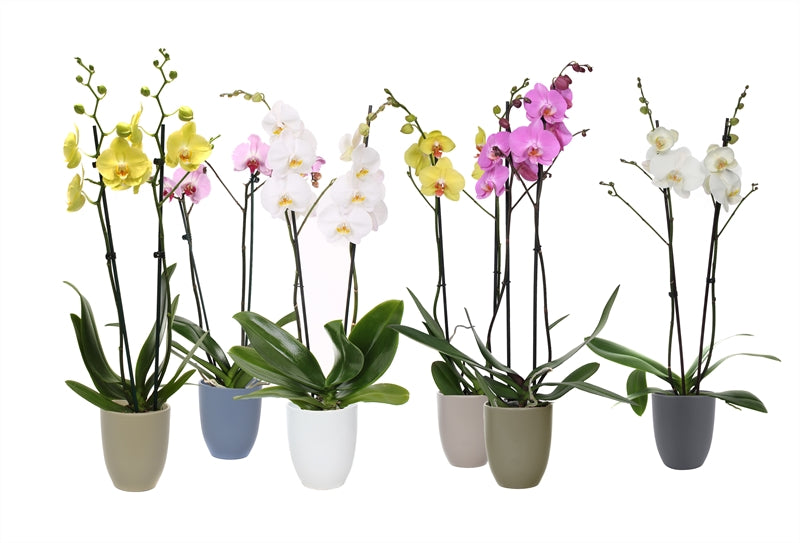 Phalaenopsis mix 55cm 12cm Pot