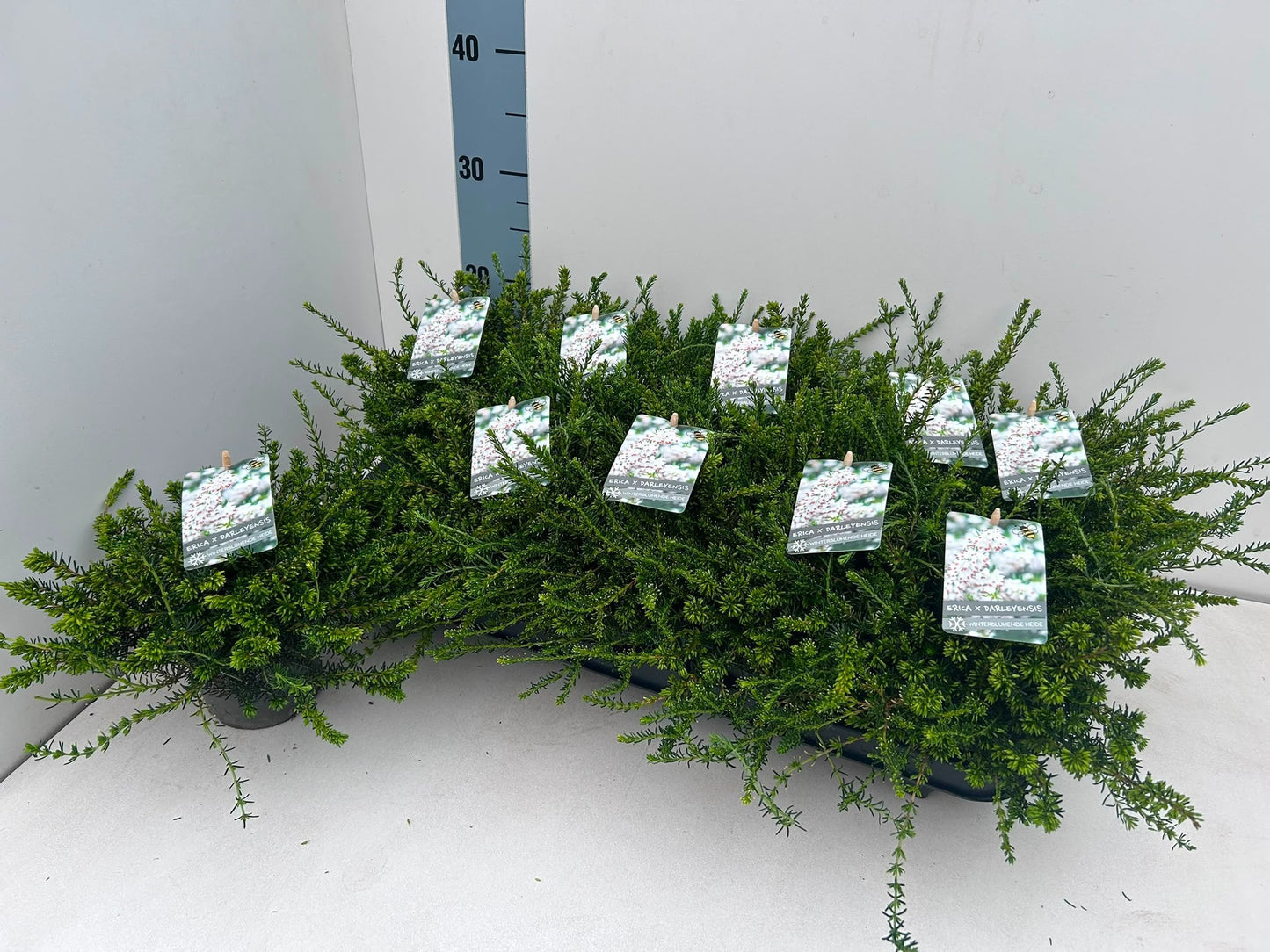 Gartenbau Janshen Gbr Erica White Perfection Pack of 10