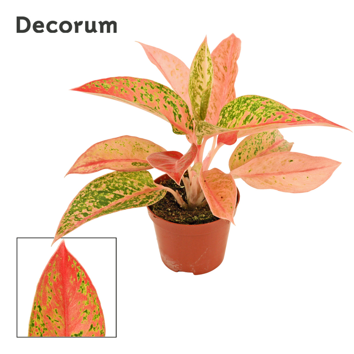 Aglaonema Hybrid 20cm 9cm Pot