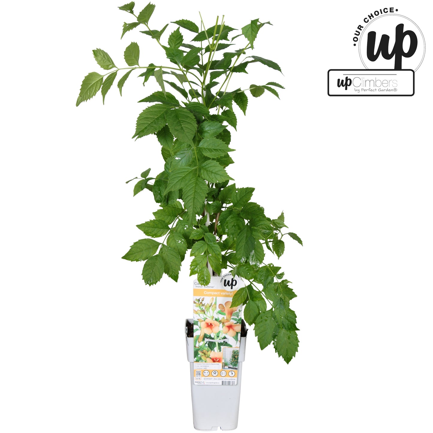 Campsis tag. Indian Summer 65cm 15cm Pot