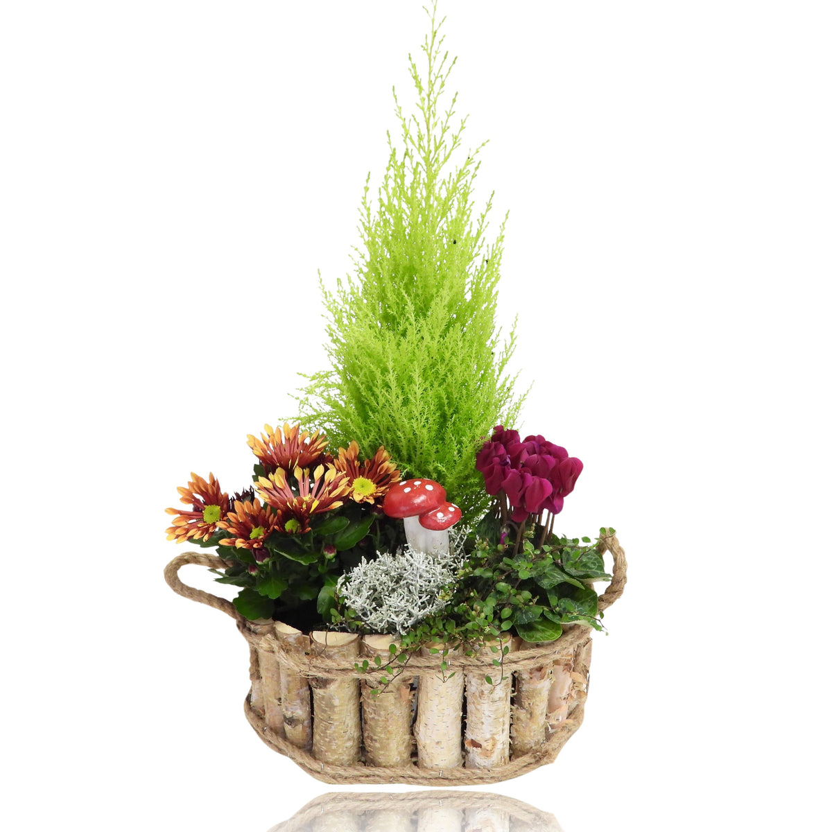 Outdoor arrangement 35cm 28cm Pot
