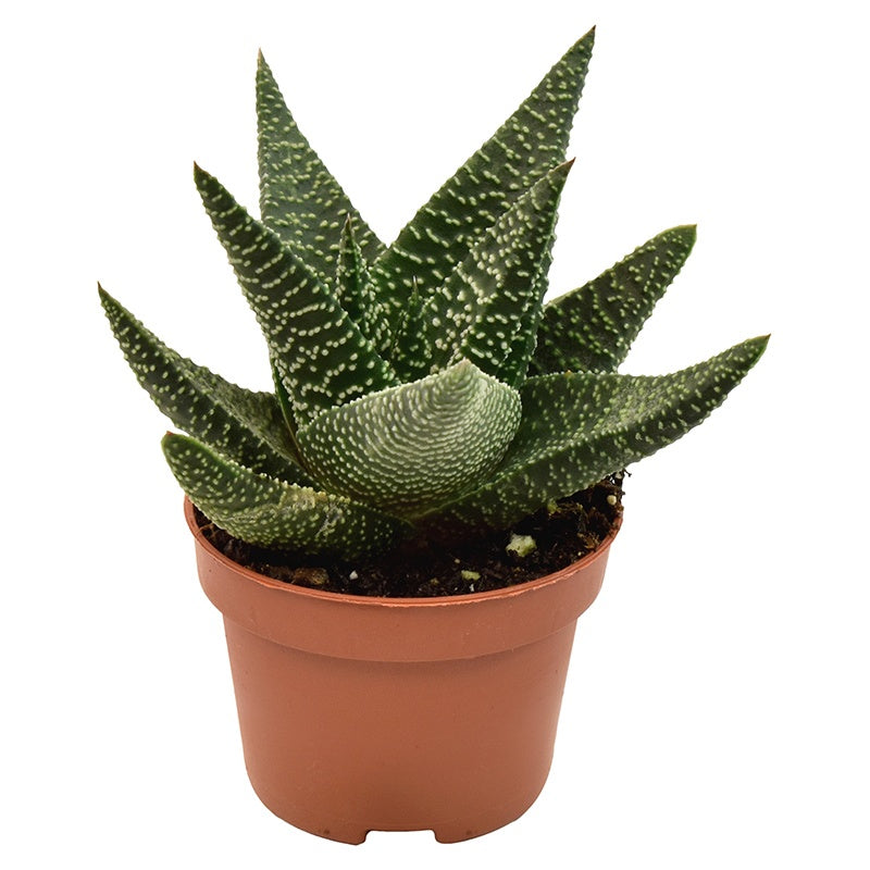 Gasterhaworthia Royal Highness 9cm 6cm Pot