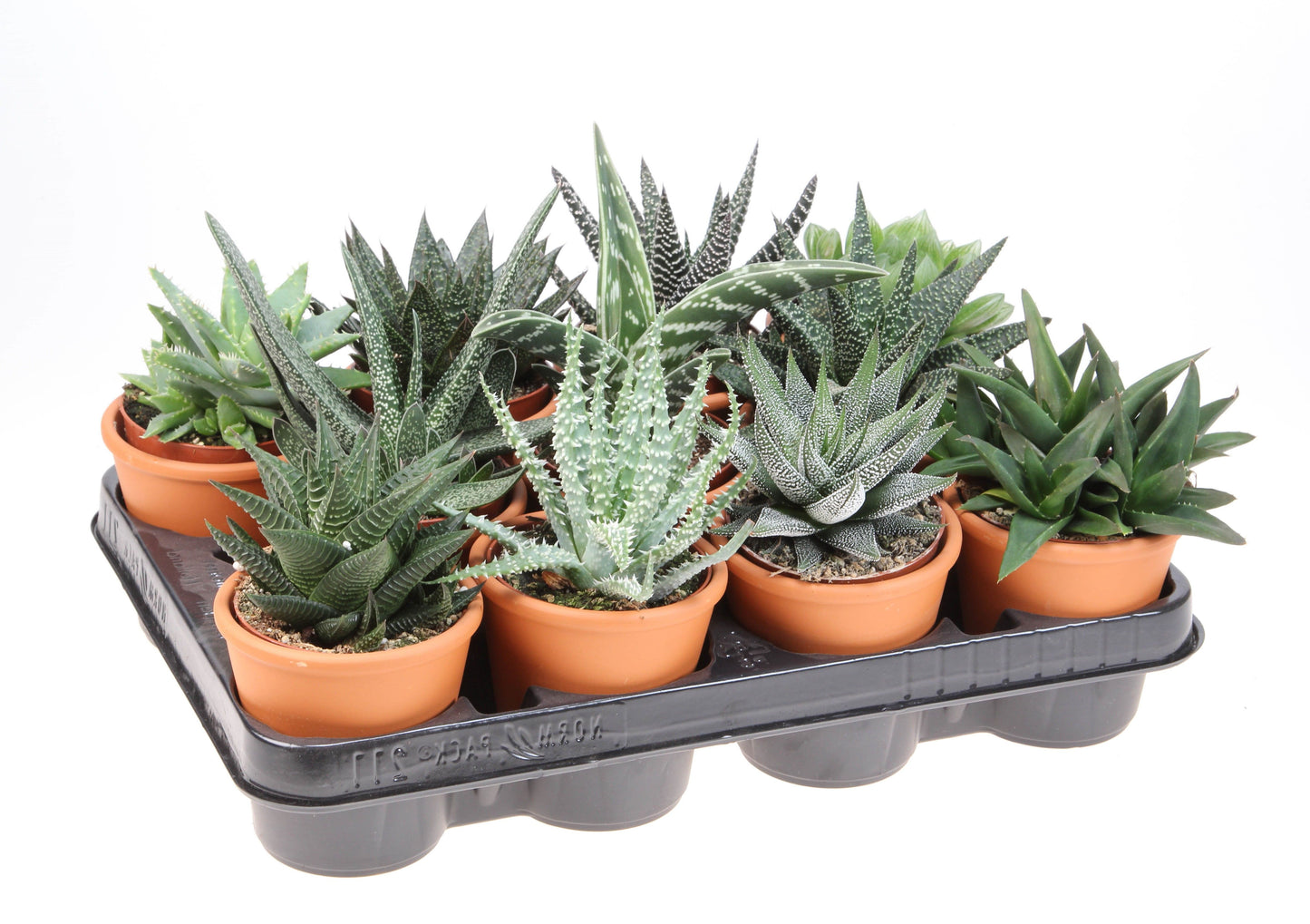 Euro Cactus Holland Bv Haworthia mix Pack of 11