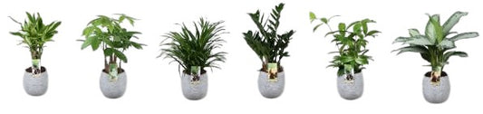 Foliage houseplants mix 60cm 17cm Pot