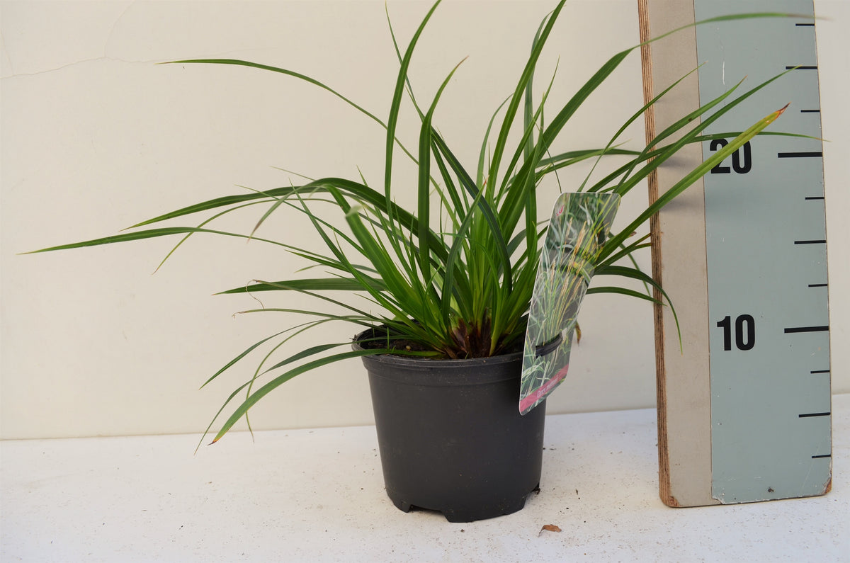 Carex morrowii 20cm 13cm Pot