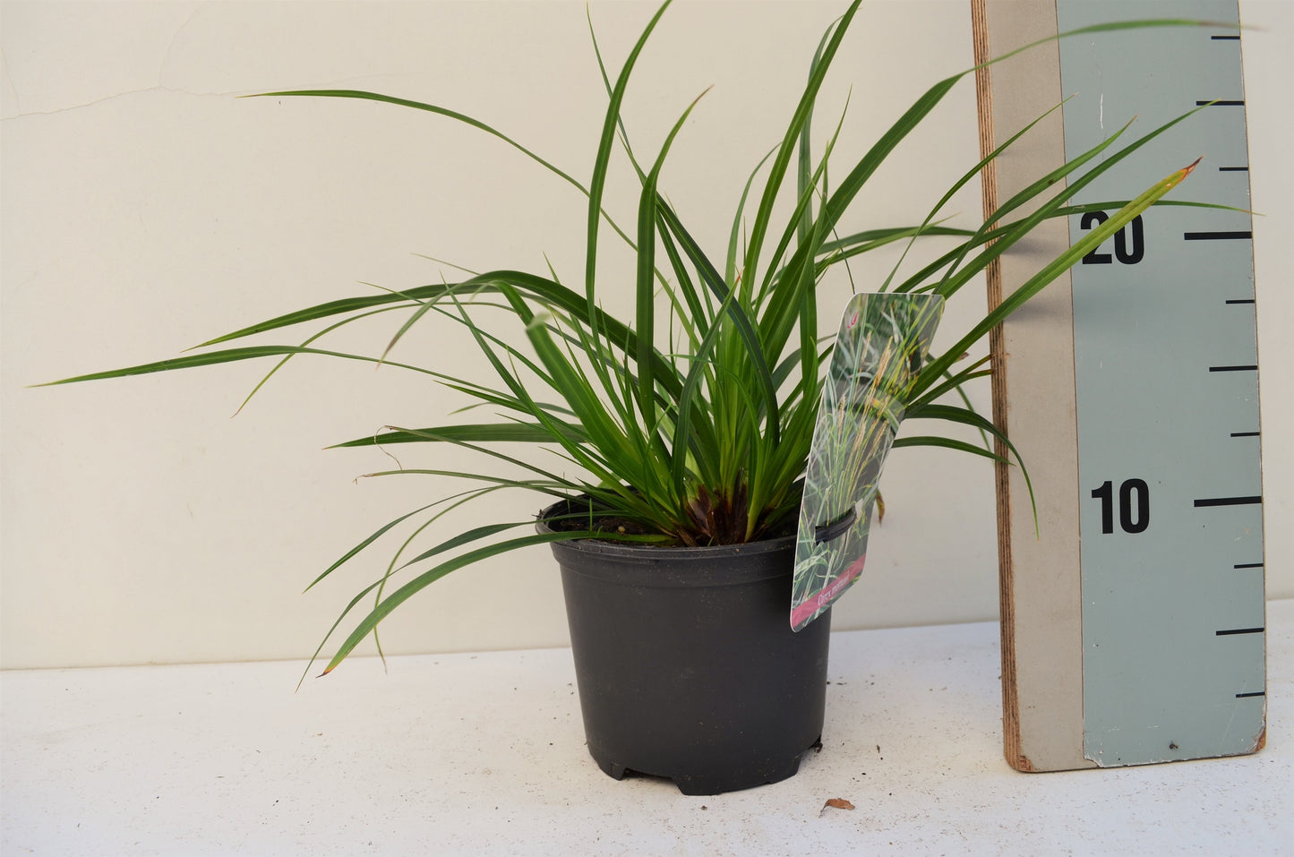 Roessel Tuinpl. VOF, B. v. Carex morrowii Pack of 8