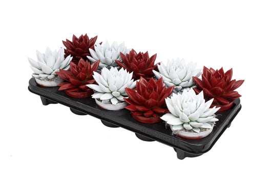 Echeveria colored bicolor red/white 13cm 510cm Pot