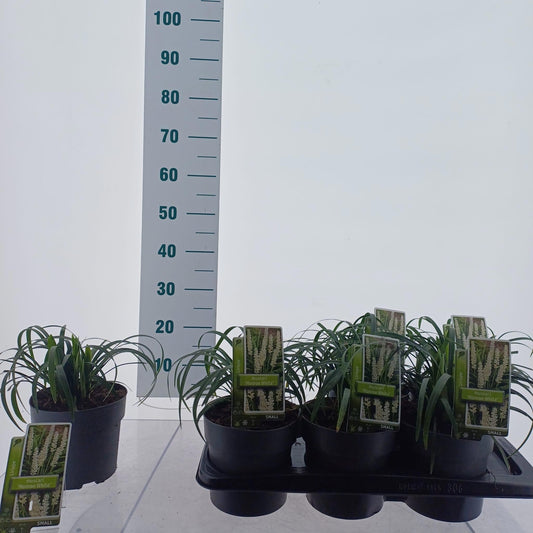 Liriope mus. Monroe White 25cm 17cm Pot