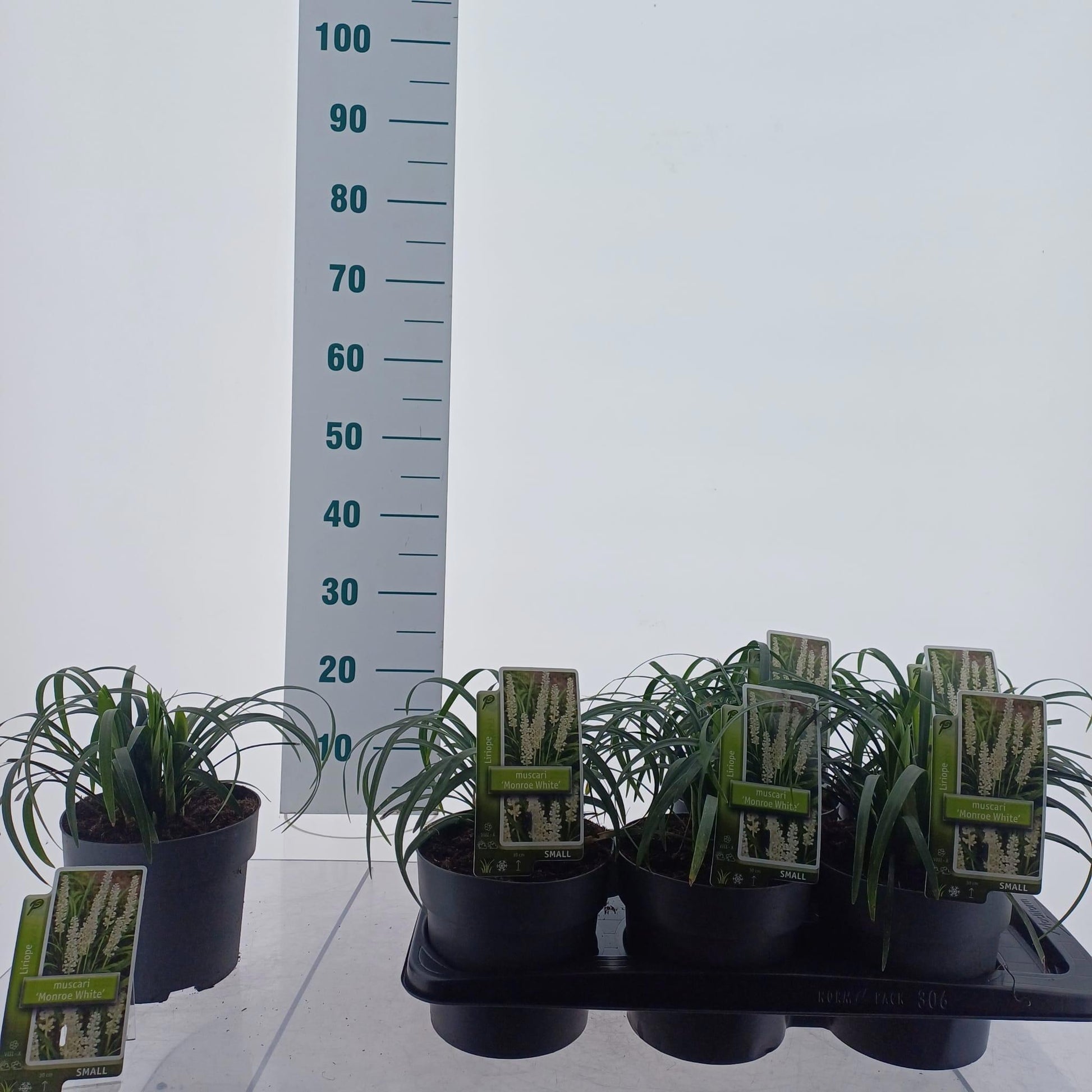 About Plants Zundert BV Liriope mus. Monroe White Pack of 6