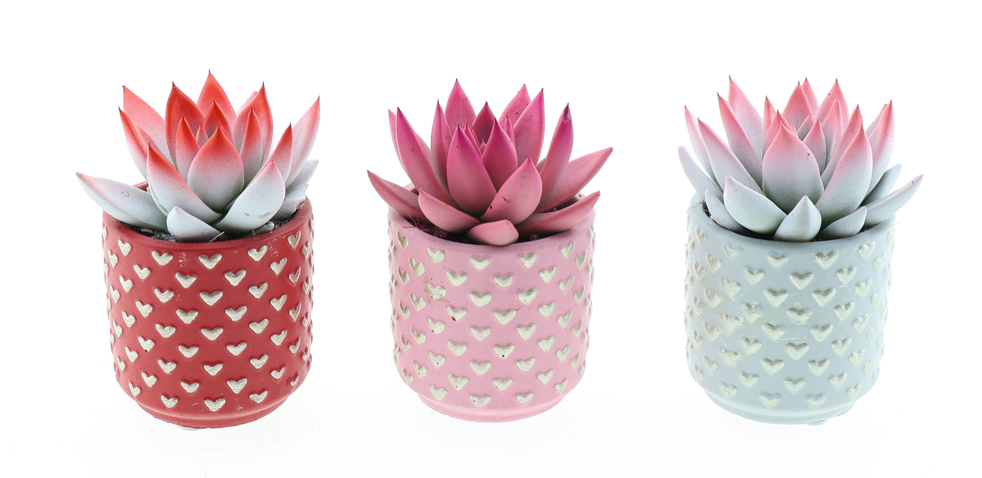 Euro Cactus Holland Bv Miranda 2 colors little heart pot Pack of 15